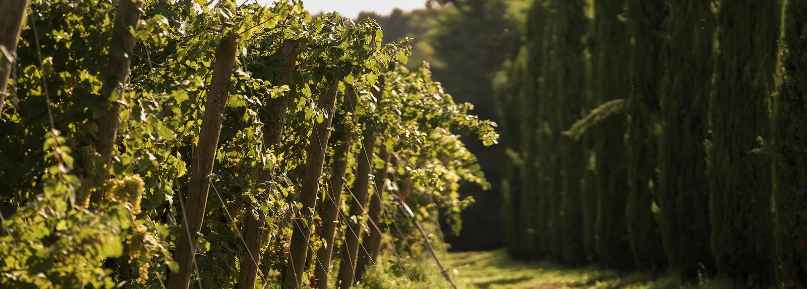 Filari di vite e cipressi al tramonto nel paesaggio veneto